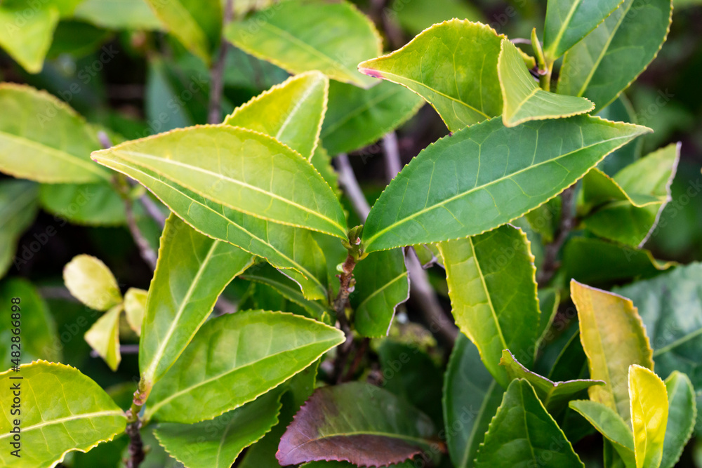 Tea Camellia sinensis the upper leaves on the bushes. Green tea leaves on a branch. Tea Camellia sinensis the upper leaves on the bushes. Green tea leaves on a branch.