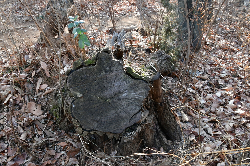 Obraz premium 그루터기 식물