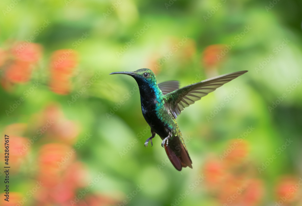Beautiful male Black-throated Mango hummingbird, Anthracothorax nigricollis, hovering in the air with a blurred green and orange background. Beautiful male Black-throated Mango hummingbird, Anthracothorax nigricollis, hovering in the air with a blurred green and orange background.