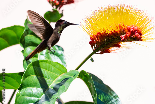 Canvas Print Colorful and glittering red and gold Ruby Topaz hummingbird, Chrysolampis mosquitus, feeding on a tropical Combretum flower (Monkey brush) isolated on a white background