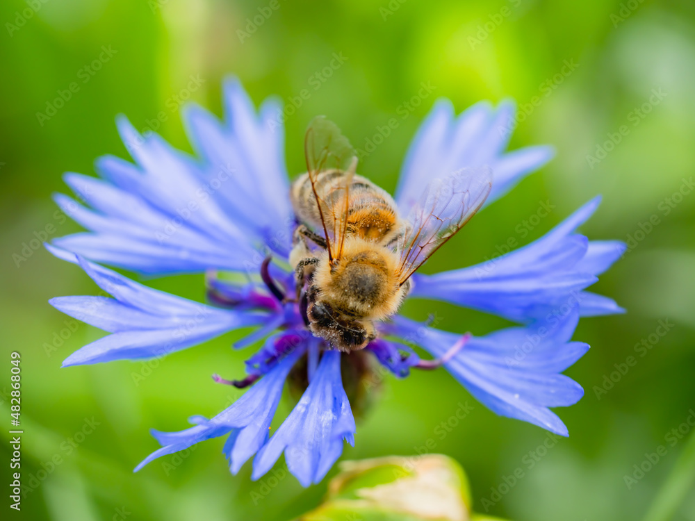 Biene auf Flockenblume Biene auf Flockenblume