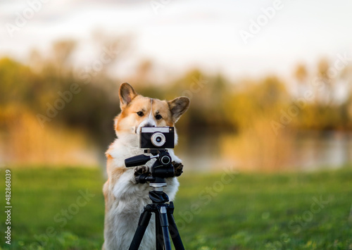 cute corgi dog puppy stands at the camera on a tripod in a spring sunny meadow and shoots photo