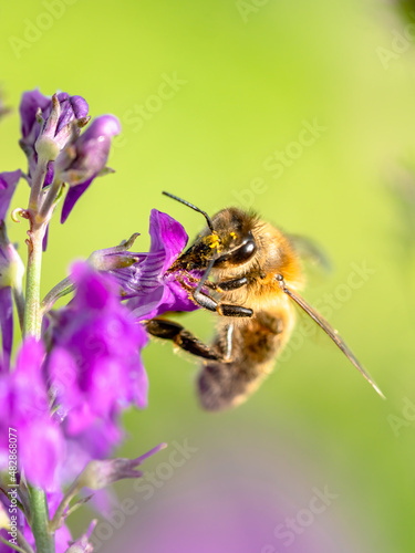 Biene auf Purpur Leinkraut © SteveMC