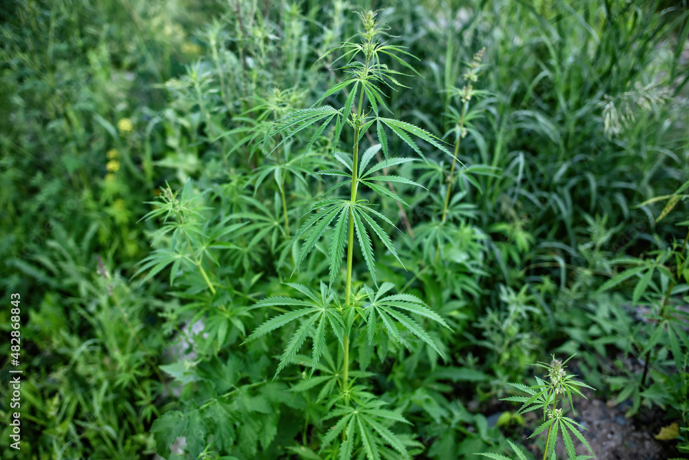 A stalk of cannabis plant in summer. A stalk of cannabis plant in summer.