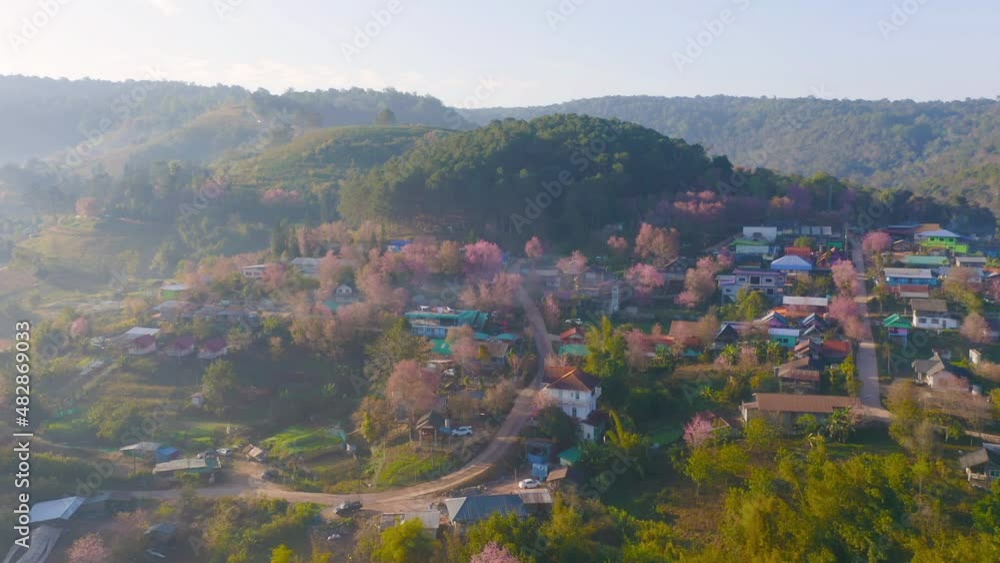 Aerial view of pink cherry blossom, sakura trees. Residential houses in village. Nature landscape. Tourist attraction in travel on holiday vacation concept. Urban housing from above in city town. Aerial view of pink cherry blossom, sakura trees. Residential houses in village. Nature landscape. Tourist attraction in travel on holiday vacation concept. Urban housing from above in city town.