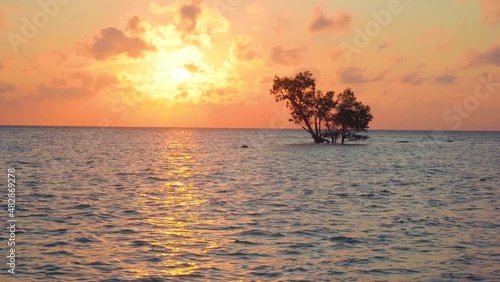sunrise dusk shot showing a lone mangrove tree in the middle of the ocean on a beach with the sun behind it and the red gold colors of dusk shot in havelock swaraj dweep island andaman india photo