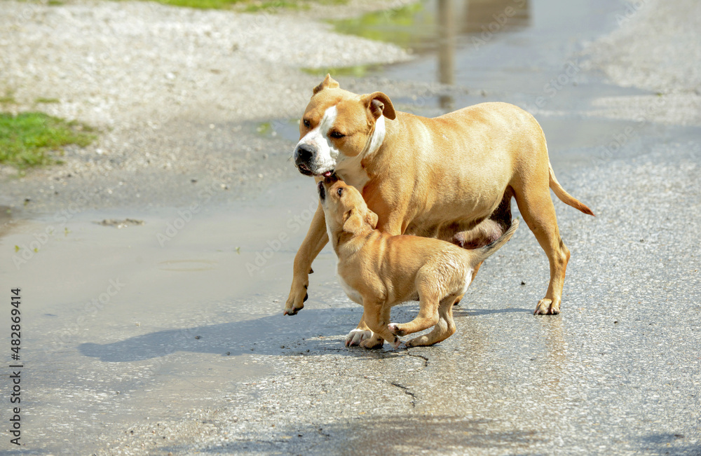 brown amstaff mother dog playing with puppy