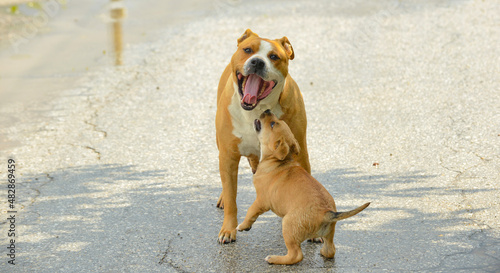 brown amstaff mother dog playing with puppy.