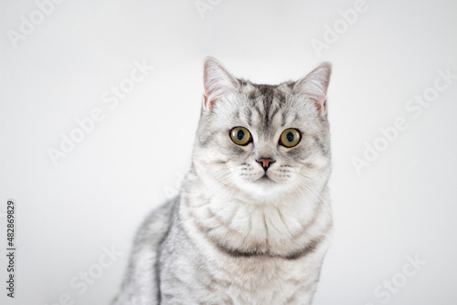 grey cat gitting and looking camera front white background. pets and lifestyle concept. 
