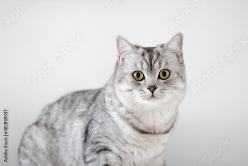 Fototapeta Naklejka Na Ścianę i Meble -  grey cat gitting and looking camera front white background. pets and lifestyle concept. 