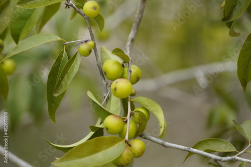 Unripe camu fruits (Myrciaria dubia) on the bush, on the banks of the Rio Negro. Amazon - Brazil,
