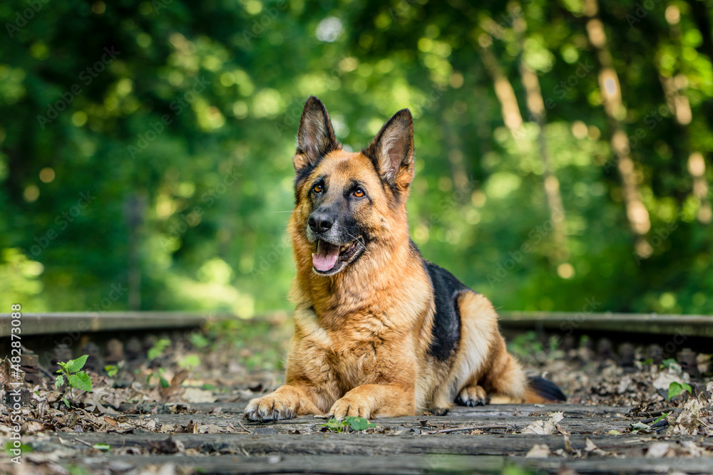 Naklejka premium Schäferhund auf Gleisen