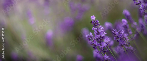 Panel kuchenny z motywem Aromatyczne kwiaty krzaków fioletowej w kąpanej w letnie popołudnie lawendy.. Nieostrość, bokeh.