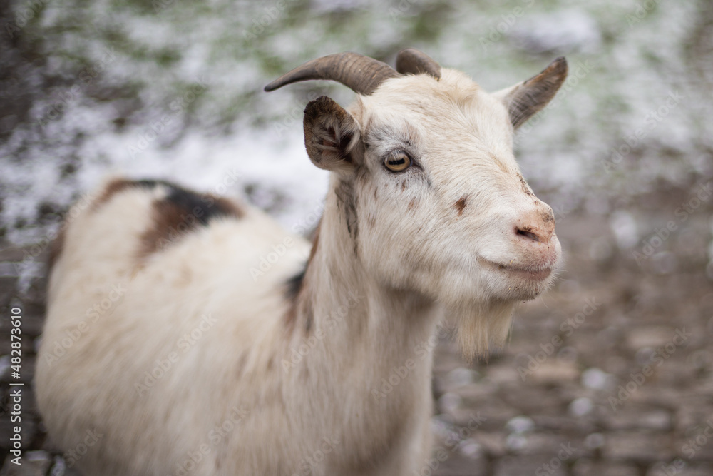 Ziegenportraits - Ziegen (Capra) im Winter auf einem Feld Ziegenportraits - Ziegen (Capra) im Winter auf einem Feld