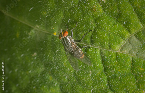 Uma pequena mosca pousada em uma folha verde