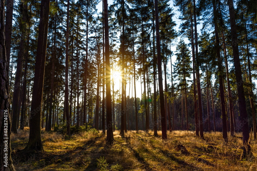 Sunset in the autumn pine forest. Countryside landscape. Czechia. Sunset in the autumn pine forest. Countryside landscape. Czechia.