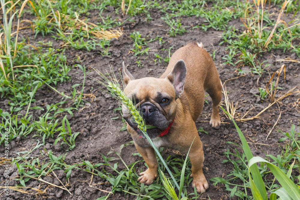 Obraz premium Cute french bulldog eats wheat grass in a garden