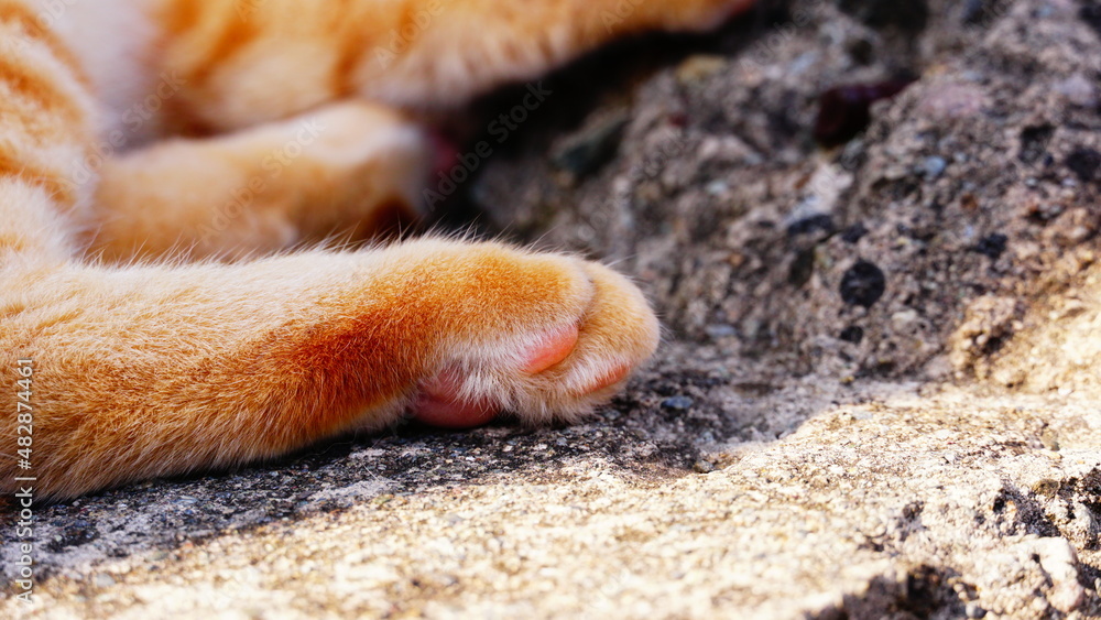 Obraz premium Nikukyu