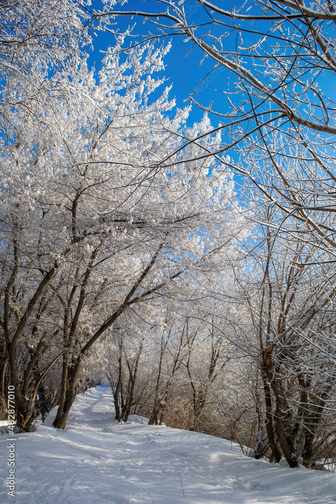 Winter trees on snow in park. Winter trees on snow in park.