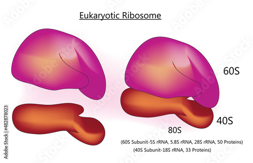 eukaryotic ribosome structure photo