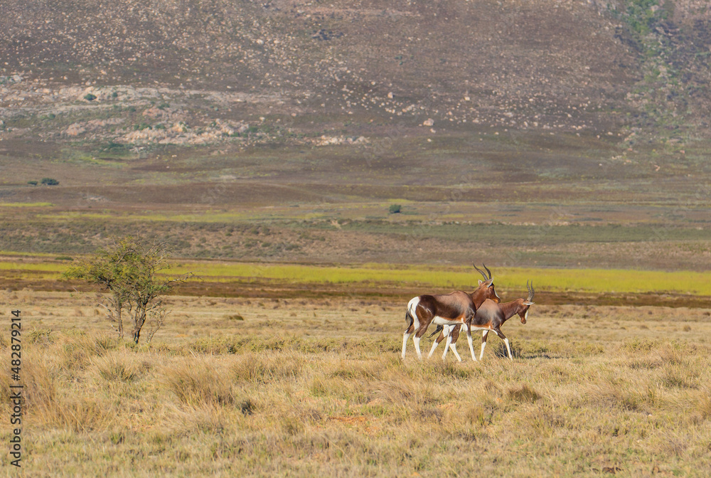 Naklejka premium A female Bontebok and her calf in the grasslands of the Western Cape, South Africa.