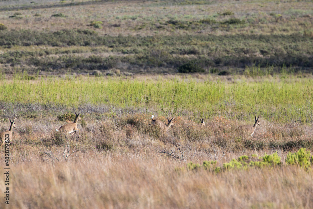 A small herd of Grey Rhebok running and jumping across the grasslands of the Western Cape in South Africa. A small herd of Grey Rhebok running and jumping across the grasslands of the Western Cape in South Africa.