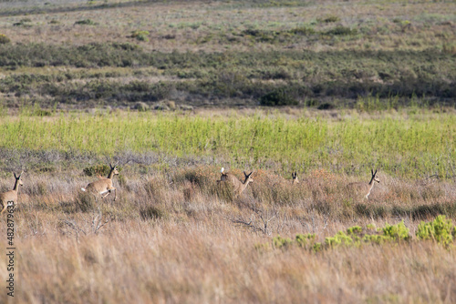 A small herd of Grey Rhebok running and jumping across the grasslands of the Western Cape in South Africa.