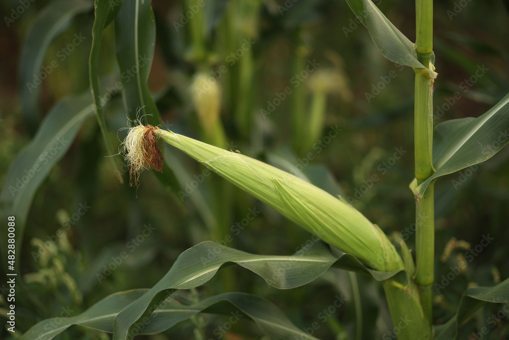 Obraz premium A large ear of corn in a cornfield. Selective focus.