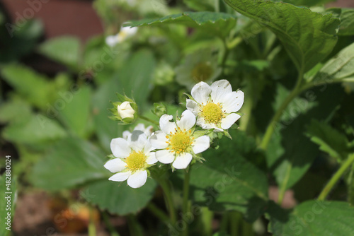 White strawberry flowers on a green background. Selective focus.