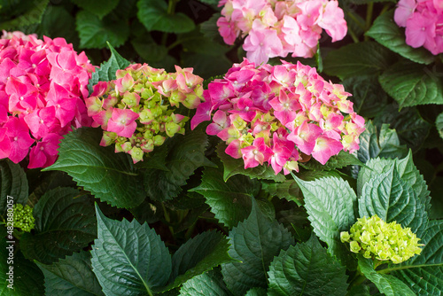 Summer blossoming delicate hydrangea, blooming flowers and petals festive background, pastel and soft floral frame card 