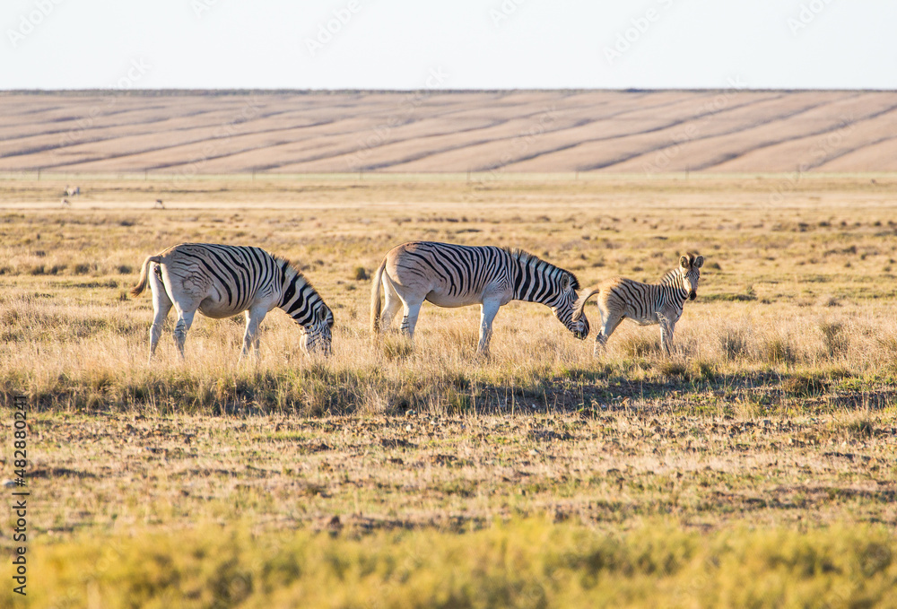 Fototapeta premium The previously extinct Quagga, a subspecies of the Plains Zebra, now successfully being bred in South Africa's Western Cape, by selective use of the genes that inhibit the zebra's black stripes .