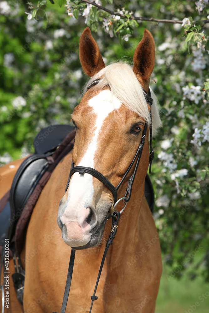 Amazing palomino warmblood in spring Amazing palomino warmblood in spring