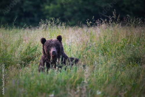 Bear (ursus arctos) photo