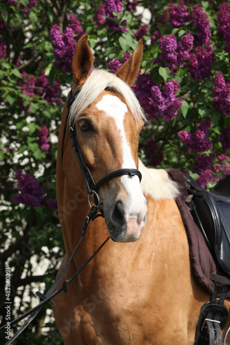 Fotografía Nice czech warmblood in front of flowering pipe-tree