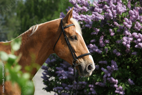 Fotografía Portrait of czech warmblood in front of flowering pipe-tree