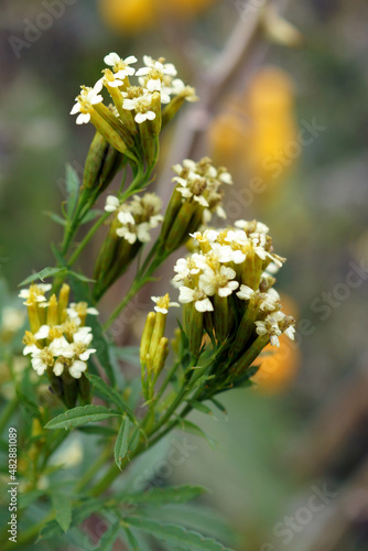 Vertical image of the flowers of the herb known as Peruvian black mint, huacatay, or Mexican marigold (Tagetes minuta), among other names photo