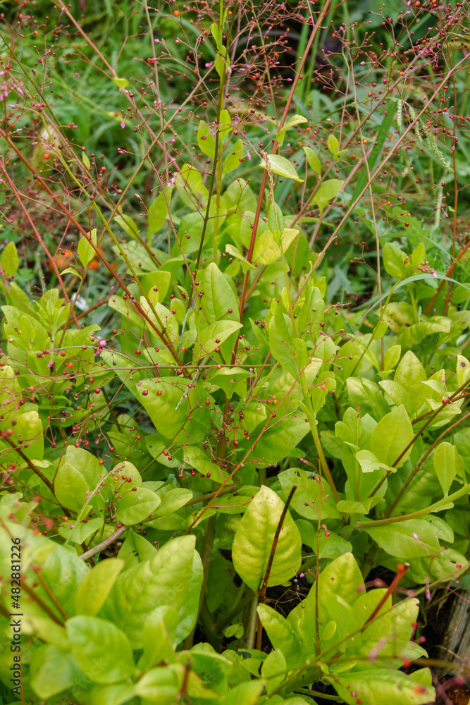 Vertical image of plants of 'Kingwood Gold' jewels-of-Opar or fameflower (Talinum paniculatum 'Kingwood Gold') showing the yellow foliage, tiny pink flowers, and coppery, bead-like seedpods