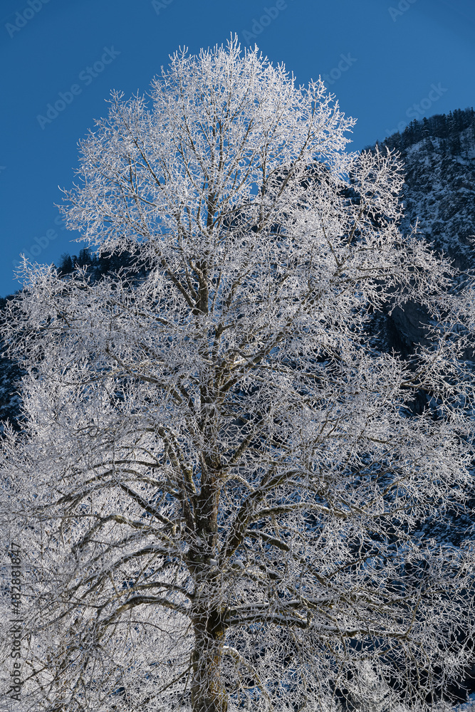 Dreamlike Winter wonderland in Almtal, Salzkammergut. Frozen Trees Almsee, Totes Gebirge, Upper Austria Dreamlike Winter wonderland in Almtal, Salzkammergut. Frozen Trees Almsee, Totes Gebirge, Upper Austria