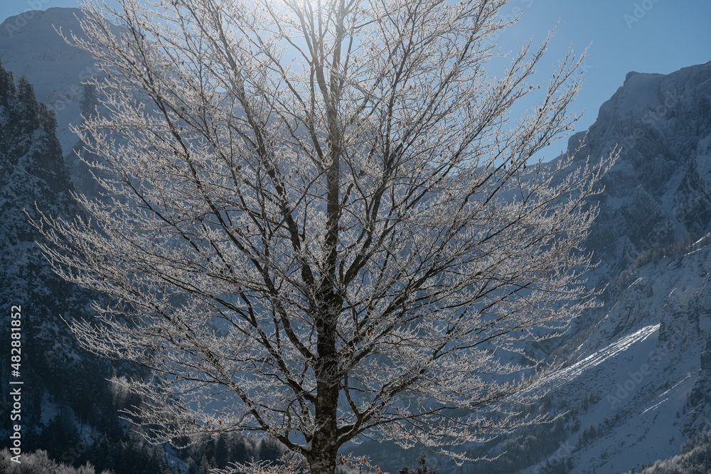 Dreamlike Winter wonderland in Almtal, Salzkammergut. Frozen Trees Almsee, Totes Gebirge, Upper Austria Dreamlike Winter wonderland in Almtal, Salzkammergut. Frozen Trees Almsee, Totes Gebirge, Upper Austria