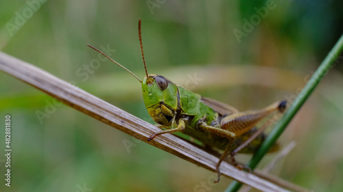Grasshopper on a grass at closeup