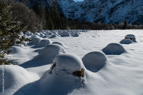 Dreamlike Winter wonderland in Almtal  Salzkammergut. Frozen Trees  snowcaped reed grass  Totes Gebirge  Upper Austria