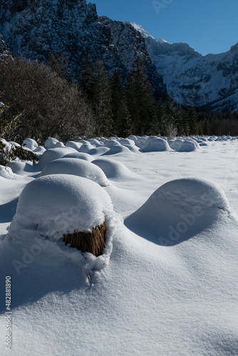 Dreamlike Winter wonderland in Almtal, Salzkammergut. Frozen Trees, snowcaped reed grass, Totes Gebirge, Upper Austria