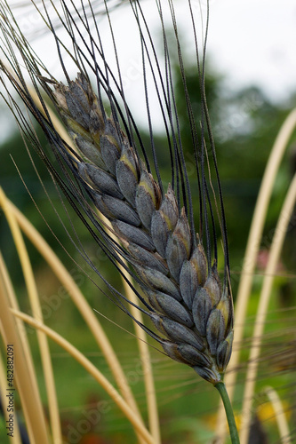 A spike of black winter emmer wheat (Triticum dicoccon var. atratum), showing the long, black awns photo