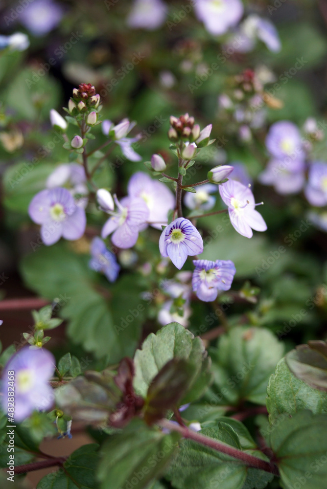 Obraz premium Vertical closeup of the flowers and foliage of 'Waterperry Blue' speedwell (Veronica 'Waterperry Blue')
