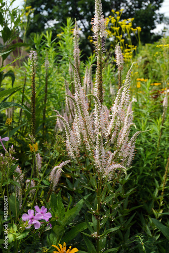 Vertical image of the pink-blushed flower spikes of 'Erica' Culver's root (Veronicastrum virginicum 'Erica')