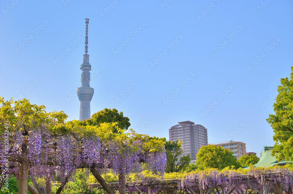 Naklejka premium 東京十社亀戸天神社の藤祭りとスカイツリータワー