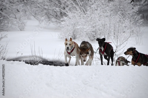 sled dogs in the snow