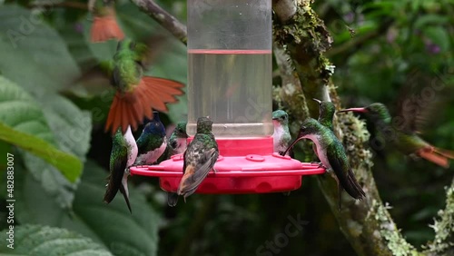 bright and different types of hummingbirds eat nectar from special feeders in slow motion 
