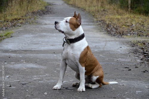 american staffordshire terrier