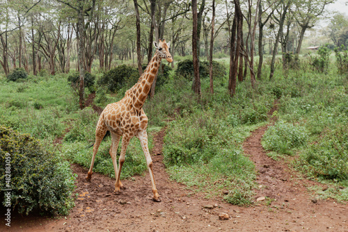 Photography A giraffe walking on the footpath of Giraffe Centre, Kenya